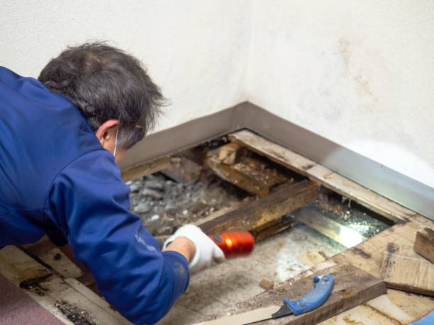 Attic Mold Removal in Sanford, NC