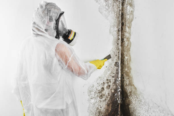 Best Mold Cleaning Services  in Sanford, NC