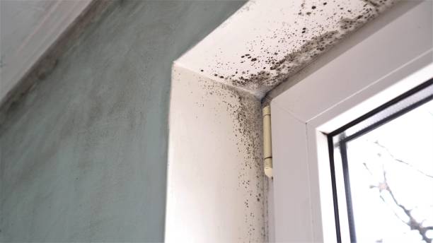 Reliable Sanford, NC Mold Removal Solutions