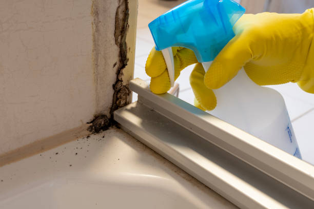 Mold Removal Process in Sanford, NC