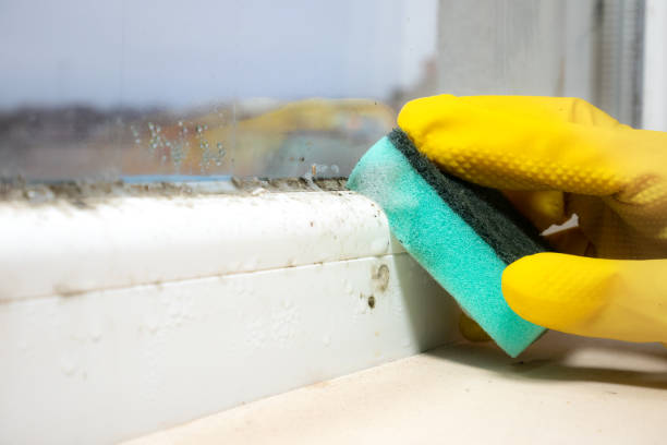 Best Fast Mold Removal  in Sanford, NC