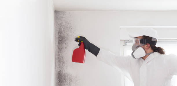 Best Mold Removal Company Near Me  in Sanford, NC