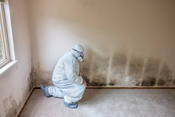  Sanford, NC Mold Removal Pros