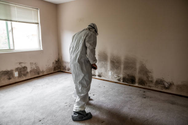 Best Mold Removal and Inspection  in Sanford, NC