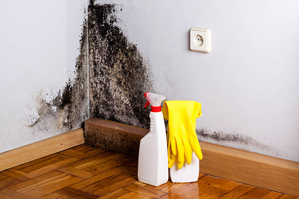 Best Same-Day Mold Removal  in Sanford, NC