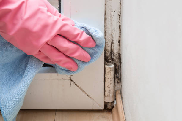 Mold Removal and Inspection in Sanford, NC
